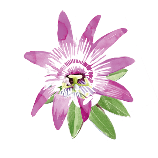 Passionsblume